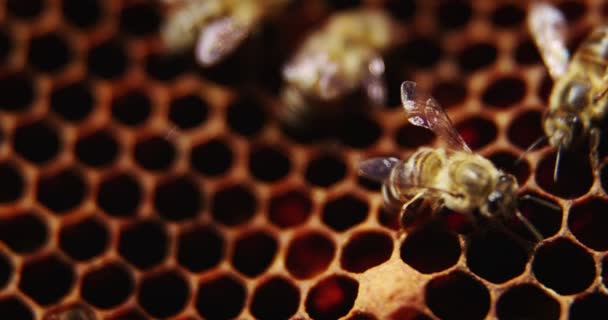 Bina i en bikupa på honeycomb — Stockvideo