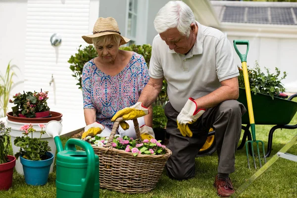 Senior couple gardening together — Zdjęcie stockowe