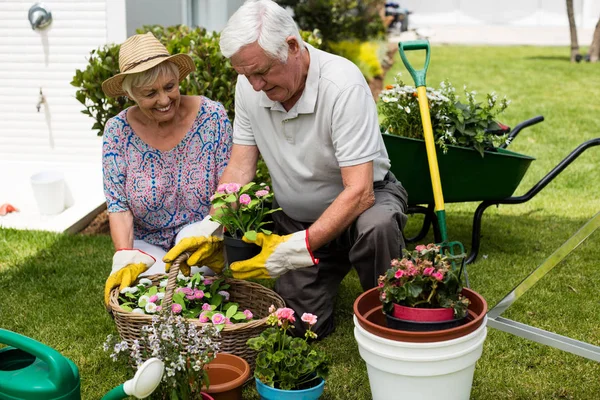 Senior couple gardening together — Stock Photo, Image