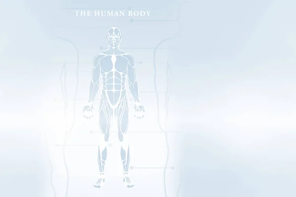 Human body image — Stock Photo, Image