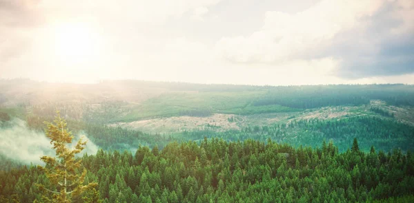 Vista panorâmica da Floresta — Fotografia de Stock