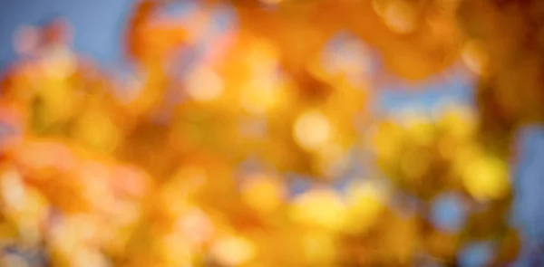 Image déconcentrée des feuilles d'érable — Photo