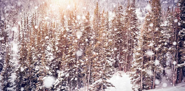 Snow covered pine trees on alp mountain slope — Stock Photo, Image