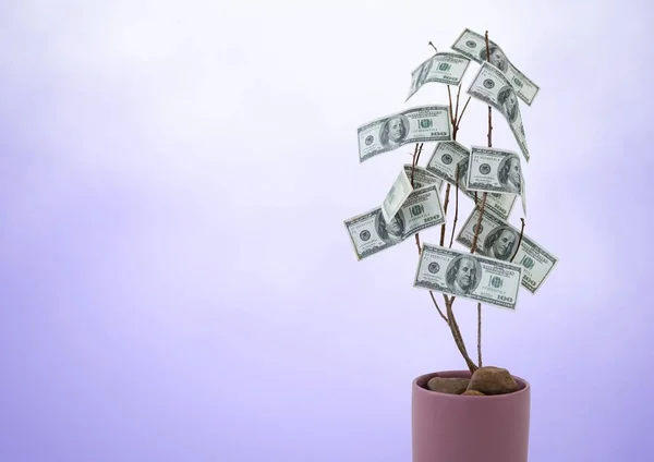 Peníze strom fialové pozadí — Stock fotografie
