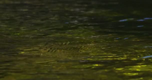 A folyó víz felszín közeli képe — Stock videók