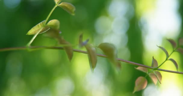 Close-up of twig in park — Stock Video