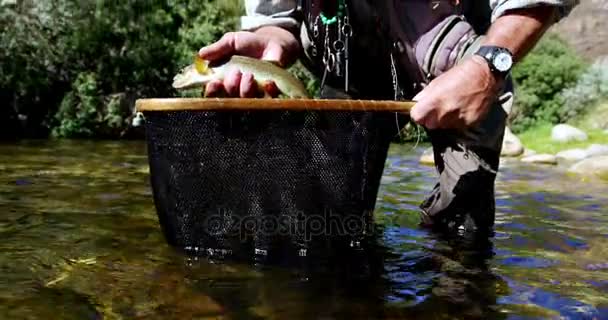 Hombre captura de trucha marrón en la red de pesca — Vídeo de stock