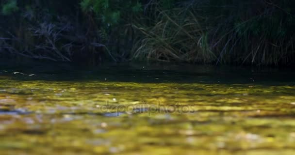 Рыба ловит муху в реке — стоковое видео