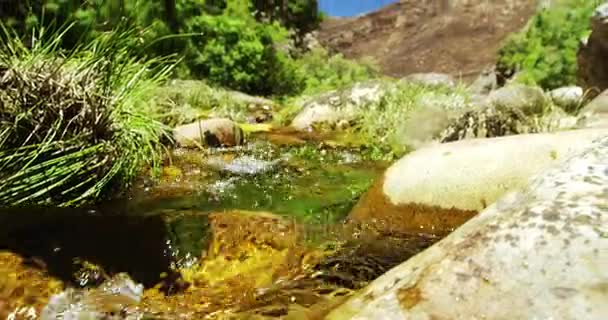 Água do rio que flui através de rochas e grama — Vídeo de Stock