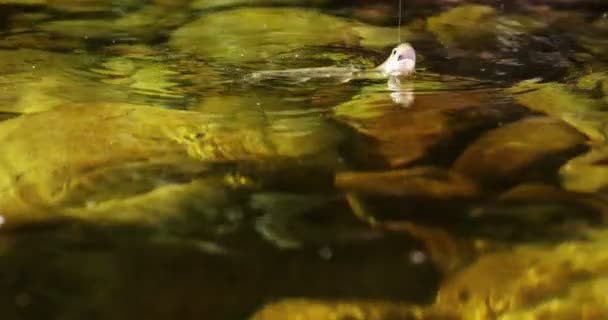 Balık balıkçılık kanca içinde sıkışmış — Stok video