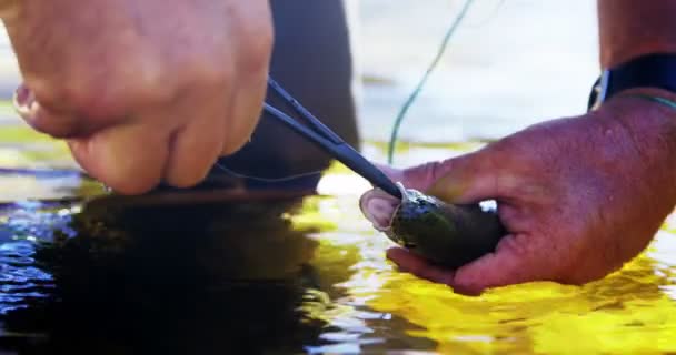 Visser verwijderen haak van forel — Stockvideo