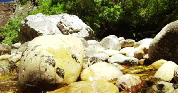 Речная вода протекает через скалы и траву — стоковое видео