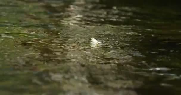 Nahaufnahme von Fliegenfischködern an der Flussoberfläche — Stockvideo