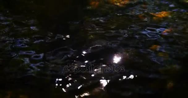 Rivière et rocher peu profonds par une journée ensoleillée — Video