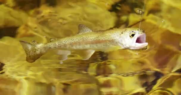 Ryby v pasti v rybářský háček — Stock video