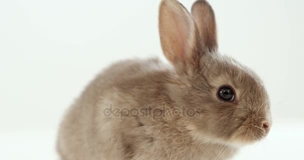 Пасхальный кролик на белом фоне — стоковое видео