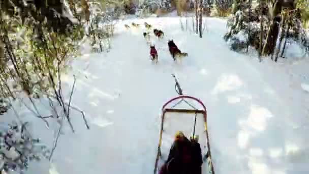 Musher paardrijden slee — Stockvideo