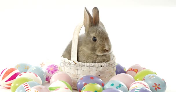 Huevos de Pascua y conejito — Vídeos de Stock