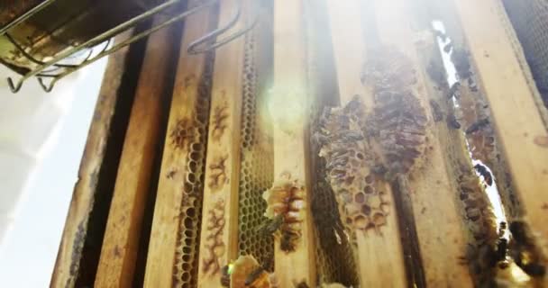 Honingbijen worden gerookt out of the box — Stockvideo