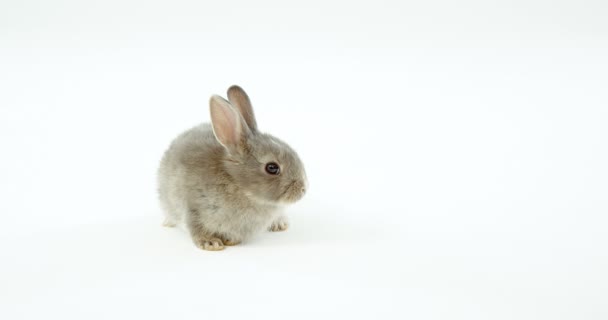 Великодній кролик на білому тлі — стокове відео