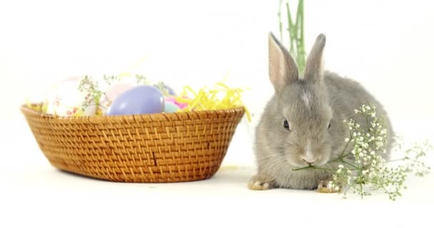Uova di Pasqua e coniglio pasquale — Video Stock