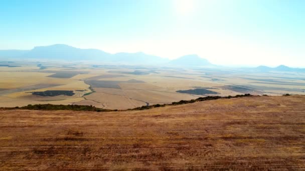 Schönes Feld an einem sonnigen Tag — Stockvideo