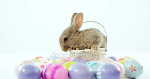 复活节蛋和复活节兔子 — 图库视频影像