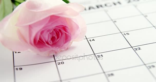 Rosa Rose auf dem Kalender — Stockvideo