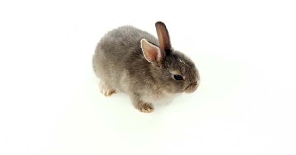 可爱的复活节兔子 — 图库视频影像