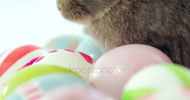 Uova di Pasqua e coniglio — Video Stock