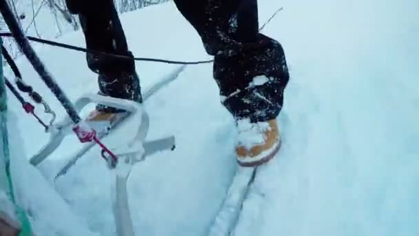 Musher 骑雪橇的特写镜头 — 图库视频影像