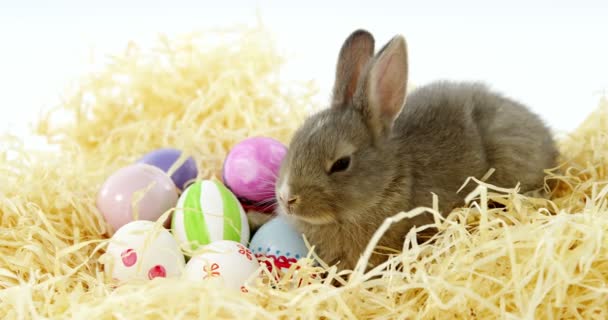 Huevos de Pascua y conejito — Vídeos de Stock