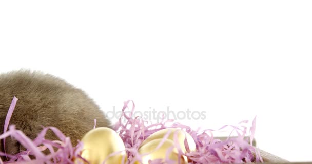 复活节彩蛋和兔肉 — 图库视频影像