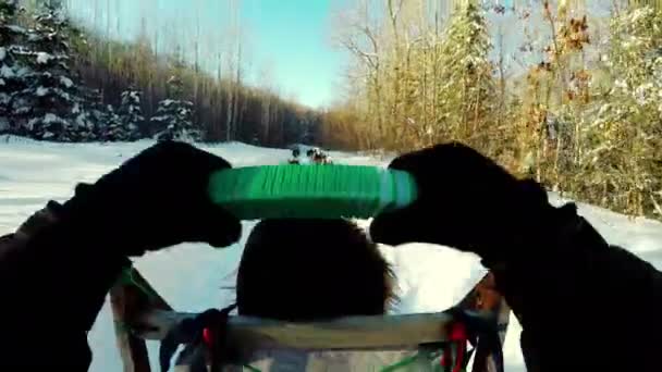 Vrouw op een slee rijden met de Siberische husky — Stockvideo