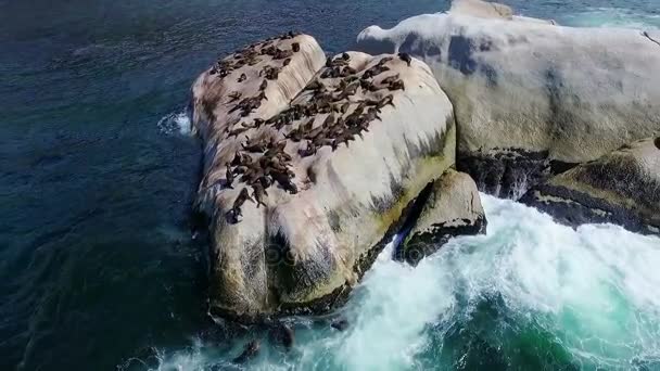 Lobos marinos sobre rocas entre el mar — Vídeo de stock