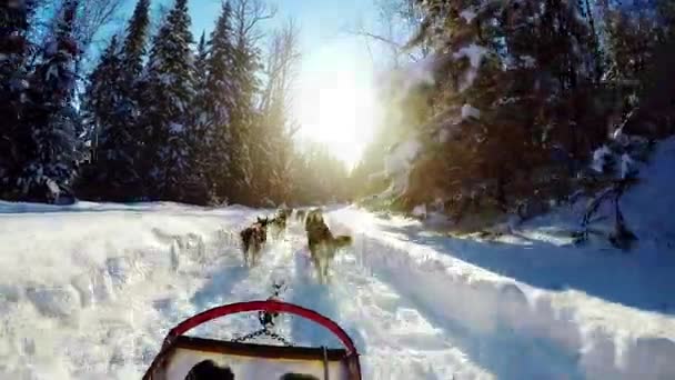 Musher 骑雪橇 — 图库视频影像
