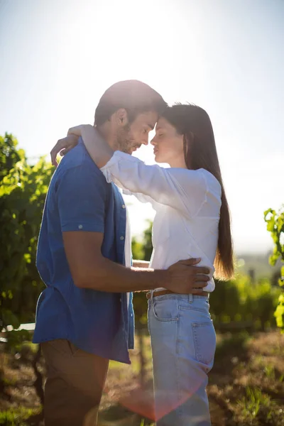 Пара стоя лицом к лицу на винограднике против неба — стоковое фото