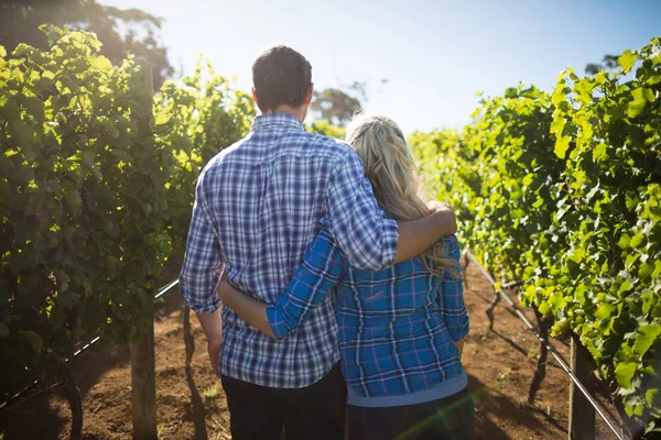 Пара обнимается на винограднике в солнечный день — стоковое фото