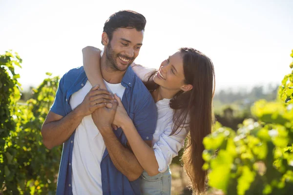 Pareja abrazándose en el viñedo durante el día soleado — Foto de Stock