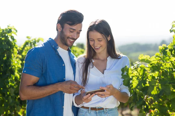 Ehepaar benutzte Handy am Weinberg — Stockfoto