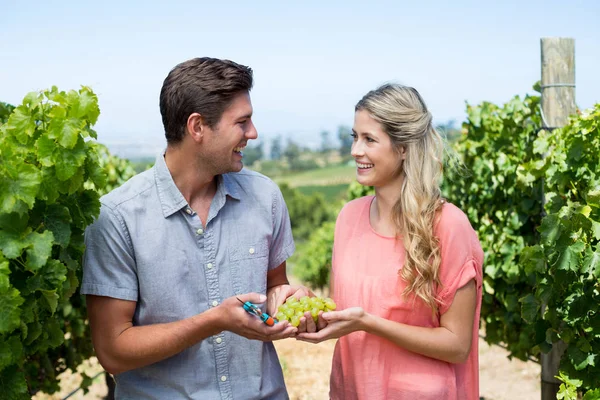 Couple holding grapes and pruning shears at vineyard — Stock Photo, Image