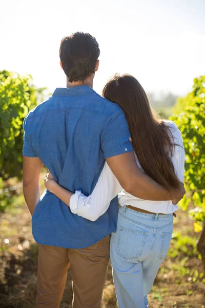 年轻夫妇拥抱在葡萄园 — 图库照片