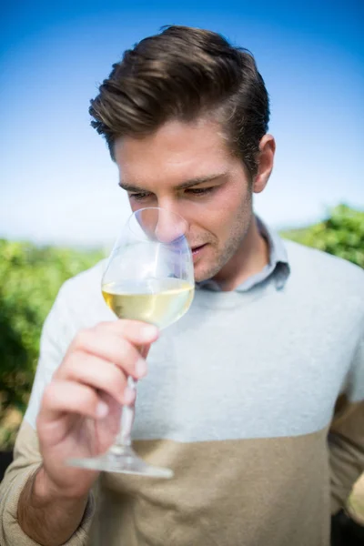 Uomo odore di vino in vetro in vigna — Foto Stock