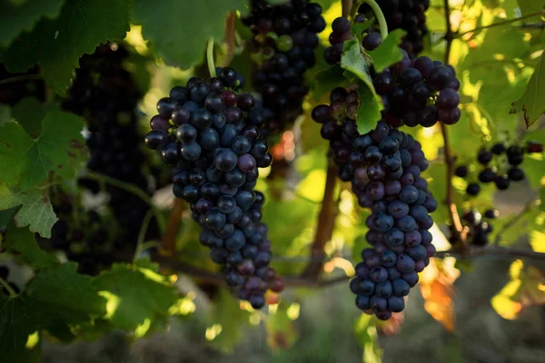 Close up of grapes hanging on plants — Stock Photo, Image