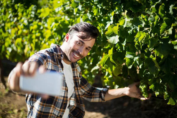 Homem que toma selfie com uvas que crescem em plantas — Fotografia de Stock