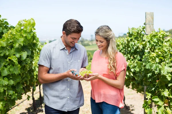 Pareja sosteniendo uvas y tijeras de podar — Foto de Stock