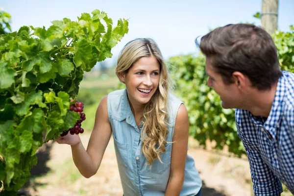 Пара смотрит на виноград, растущий на винограднике — стоковое фото