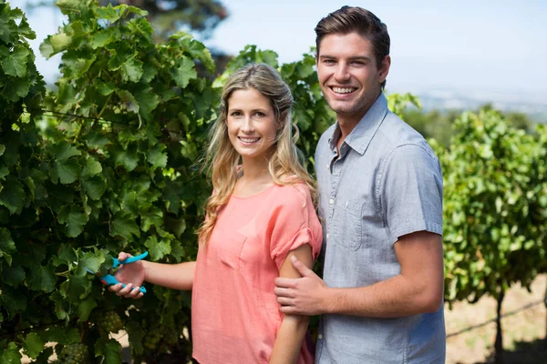 Couple using pruning shears at vineyard — Stock Photo, Image