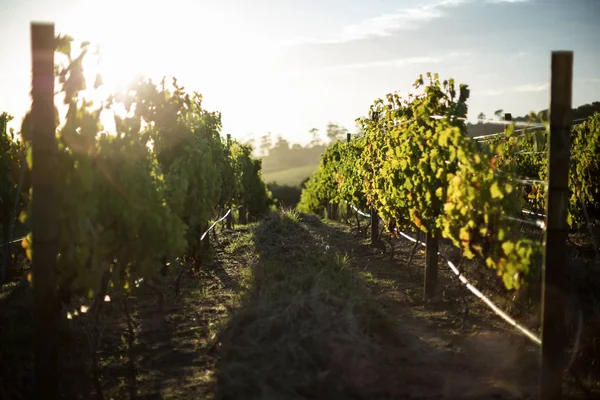 Vue panoramique sur le vignoble — Photo