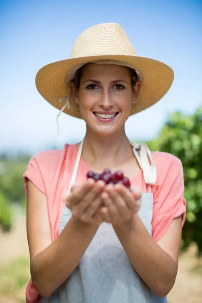 Agricultor sorridente detentor de uvas vermelhas — Fotografia de Stock